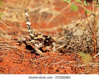 Moloch Horridus - Australian Thorny Devil In The Outback