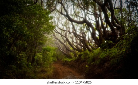 Molokai Forest Preserve