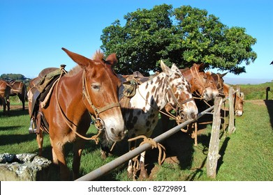 Molokai Mules