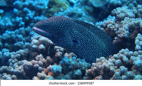 Molokini Crater Eel