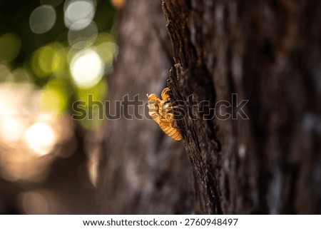 A molted cricket's exoskeleton clinging to a tree.