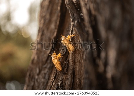A molted cricket's exoskeleton clinging to a tree.