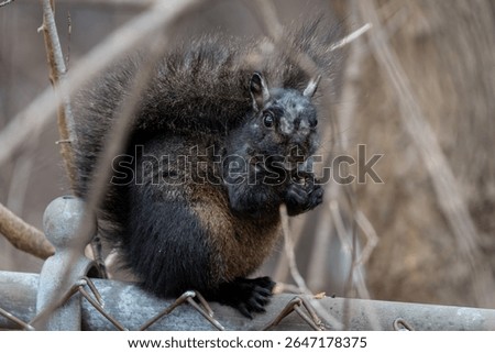 Molting black eastern gray squirrel perched ontop of a chain link fence