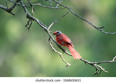 Molting Cardinal With Berry In It's Beak At Token Creek In Windsor, Wisconsin