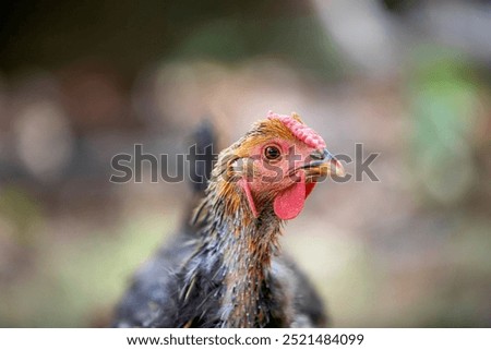 Molting Chicken Free Range Backyard Farm
