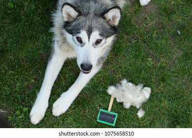 Molting in dog. Molt season: Alaskan malamute and brush with combed undercoat.