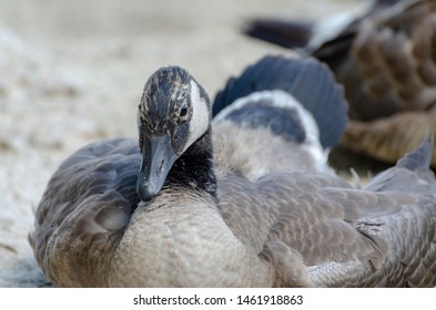 Molting juvenile Canada Goose looking at camera close-up 