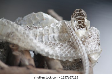 Molting Snake House Stock Photo 1257657115 | Shutterstock