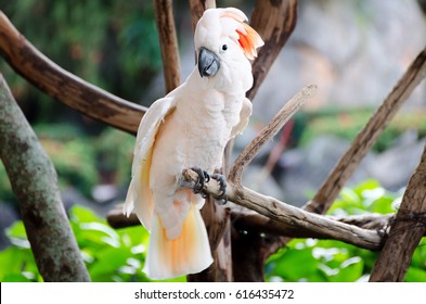 moluccan cockatoos