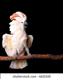 moluccan cockatoos