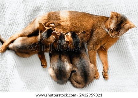 Mom adult cat feeds small little newborn kittens with milk. Wild-colored kittens of Abyssinian cat breed eating on home white bed blanket. Funny fur fluffy family. Cute pretty brown red pet pussycat.