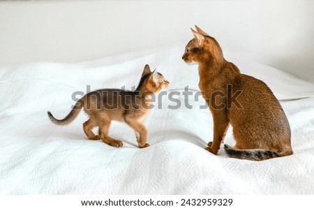 Mom adult cat, small little newborn kitty. Wild-colored kitten of Abyssinian cat breed on soft white blanket playing in bed. Funny fur fluffy family at home. Cute pretty brown red pet pussycat.