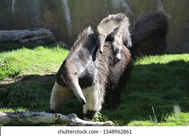 Mom And Baby Anteater Portrait