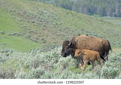 Mom And Baby Bison In Green Sagebrush In Yellowstone.