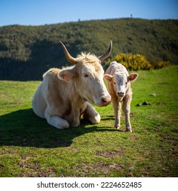 Mom And Baby Cow In The Field