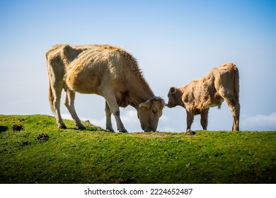 Mom And Baby Cow In The Field