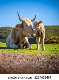 Mom And Baby Cow In The Field