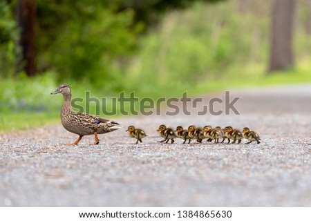 Mom and Baby Ducks Enjoying Spring