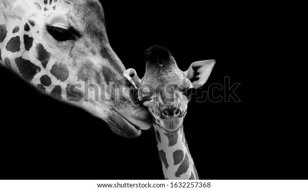 Mom And Baby\
Giraffe Face Black\
Background