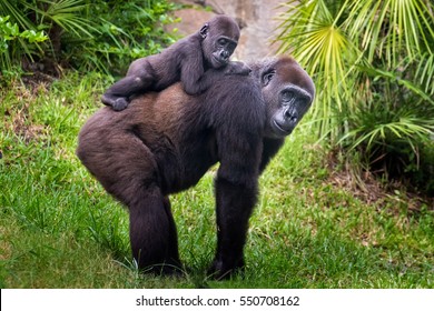 Mom and baby Gorilla