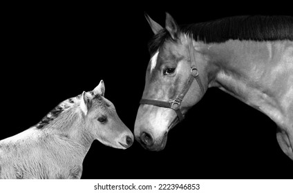 Mom And Baby Horse Face Closeup