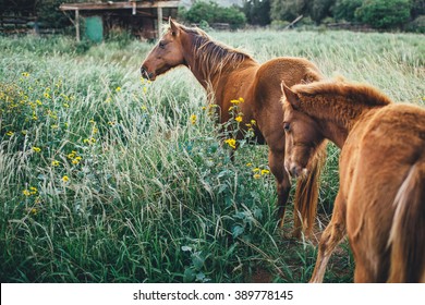 Mom And Baby Horse Roam Through Flower Field.