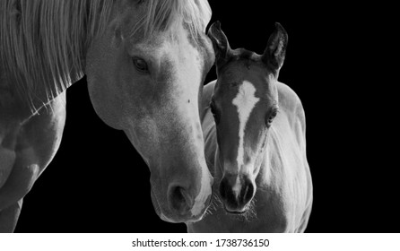 Mom And Baby Horse Standing On The Black Background