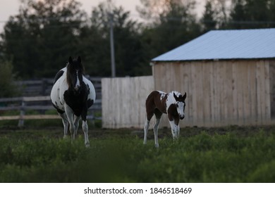 
Mom And Baby Horse Walk Together Before Dark.