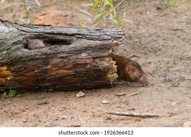 Mom And Baby Mink Peeking Our Of Holes In Their Log