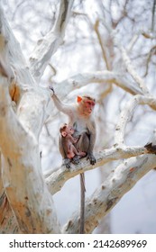 Mom And Baby Monkey Images