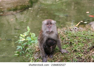 A Mom And Baby Monkey At A Local Zoo