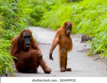 funny orangutan quotes