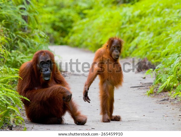 Mom Baby Orangutan Funny Frame Borneo Stock Photo Edit Now