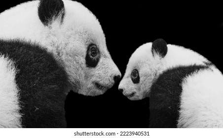 Mom And Baby Panda Fun On The Black Background