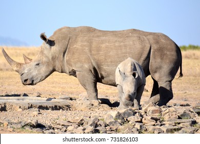 Mom And Baby Rhinos In Kenyan Reserve.