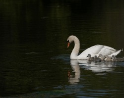 Mom And Baby Swans Swimming In Water Female White Swan Mother Swims With Baby Swans  In Water With Mom Dark Green And Black Background Horizontal Format Room For Type In Conservation Area In Ontario 