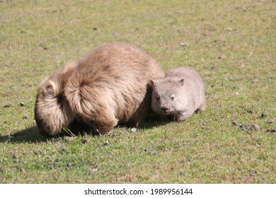 Mom And Baby Wombat In Tasmania