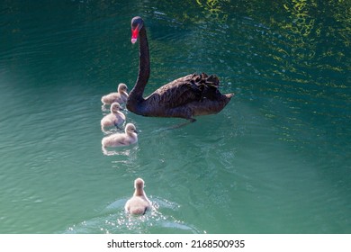 Mom black swan is waiting with chicks for a delayed chick on the blue lake
