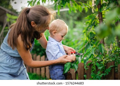 Mom and boy child with secateurs trim the bushes in the garden, mother's little gardener assistant, taking care of children and the garden. Mother and son look after trees and plants in the garden