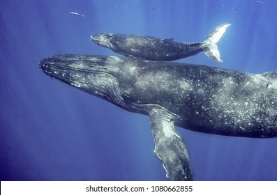 Mom And Calf Humpback Whale