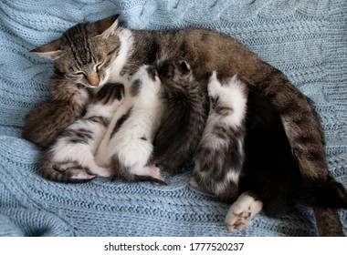 Mom Cat And 6 Very Small Kittens Are Lying On A Blue Knitted Sweater.