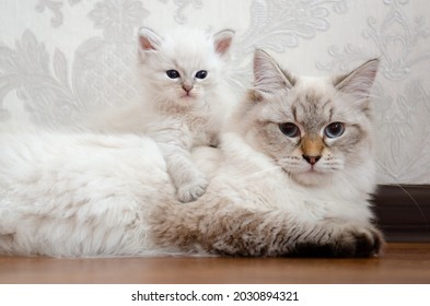 Mom cat with her kitten. Neva masquerade color point cat at the home. White cat. Beautiful cat with blue eyes.