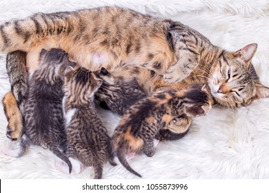 Mom Mother Cat Baby Cat Kitten Stock Photo (edit Now) 1056727676