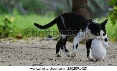 Mom cat walking with little kittens. Animals family-Mom (mother) cat and baby (kitten) going together in garden.