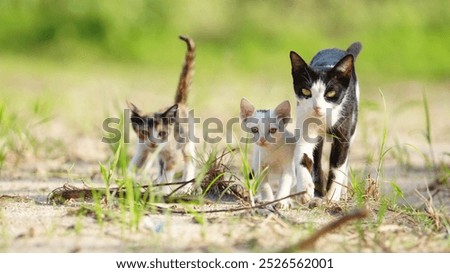 Mom cat walking with little kittens. Animals family-Mom (mother) cat and baby (kitten) going together in garden.