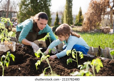 Mom And Child Daughter Planting Seedling In Ground On Allotment In Garden. Kid Helps In The Home Garden. Slow Life.  Eco-friendly