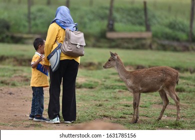 Mom, Child And Timor Deer In Park