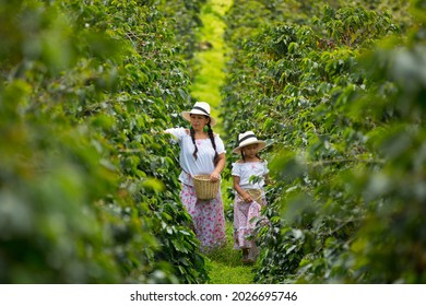 mom and daughter picking up coffee beans in a coffee plantation - Shutterstock ID 2026695746