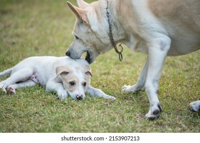 Mom Dog Bite Its Naughty Puppy On Grass Field. Educatea And Punish Pups While Its Daughter Regret.