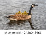 Mom Goose and new born goslings swimming in pond